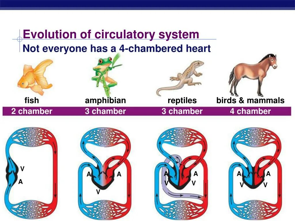 Circulatory system. The circulatory system of vertebrates. fish circulatory system. the structure of the circulatory system. circulatory system in animals.