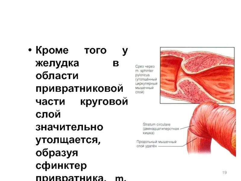 Сфинктер образован. Сфинктер желудка с круговой мышцей. сфинктер привратника образует. кольцевая мышца желудка.