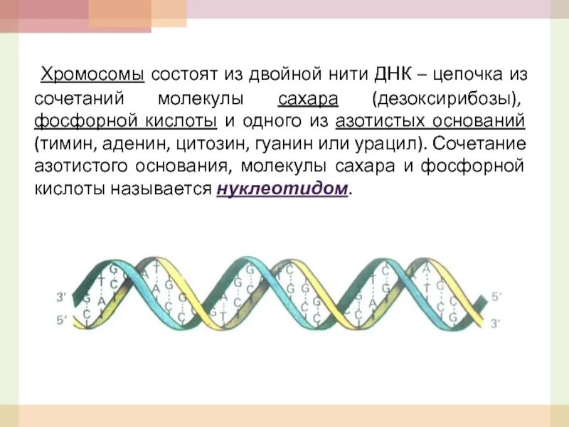 Достроить вторую цепь днк. Двойная цепь ДНК. Нить ДНК. Хромосомы состоят из молекул. Цепь хромосом.