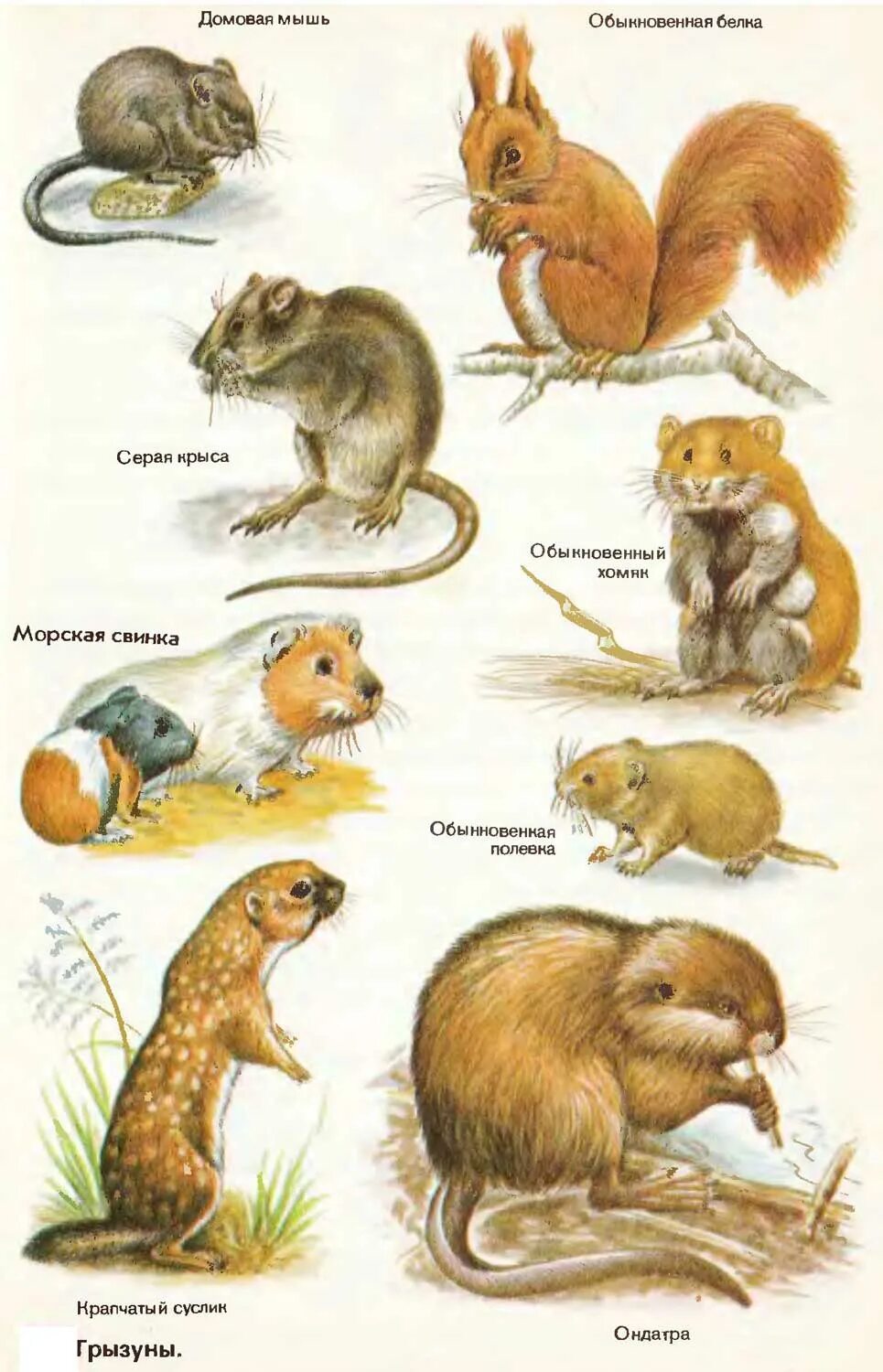 Подвиды мышей. Мышиные названия. Подвиды грызунов. Мышиные названия. Животные семейства грызунов.