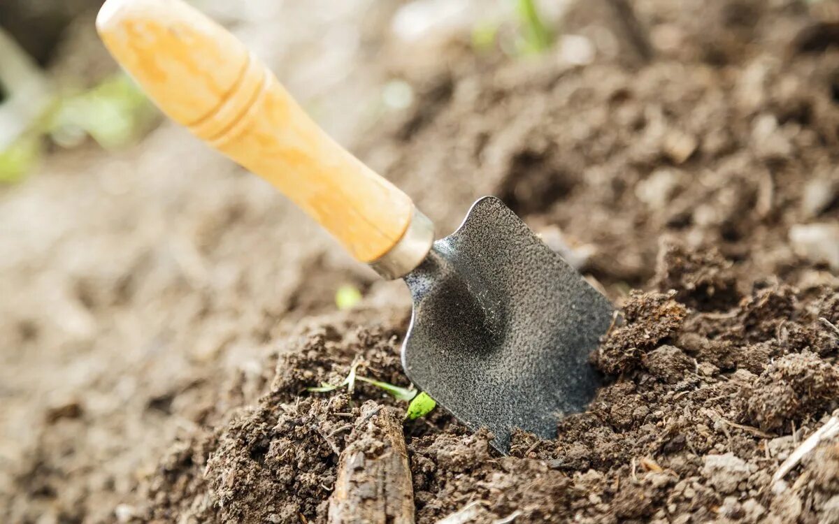 Улучшенный грунт. Почва. Почва картинки. Земля для посадки рассады. Обеззараживание почвы для рассады.
