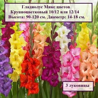Покажи картинки гладиолусов