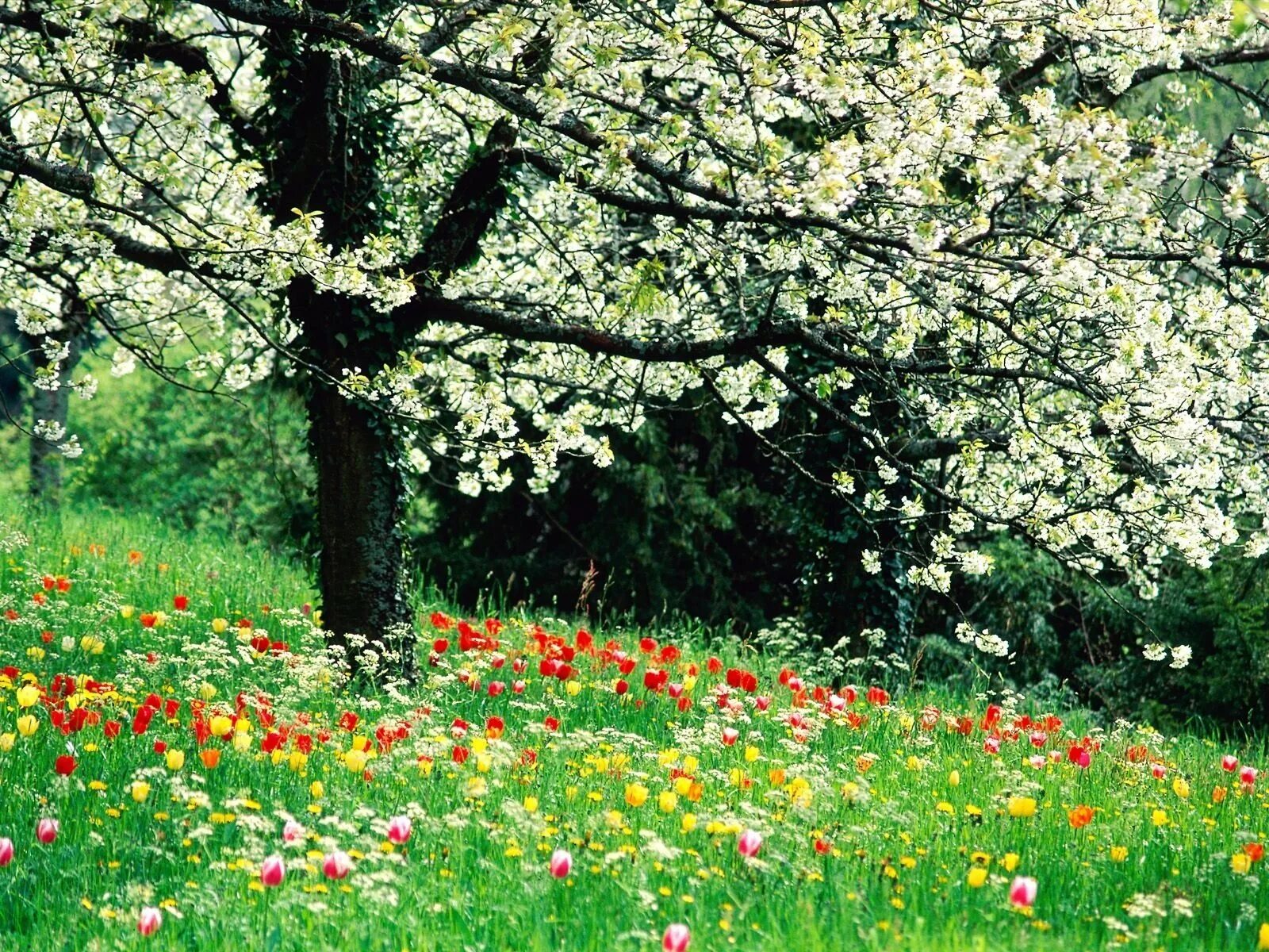 Bahor rasmlari. Весенняя природа. Цветущие сады. Май природа.