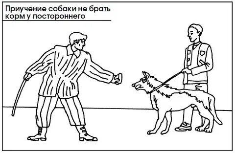 Как приучить щенка к корму