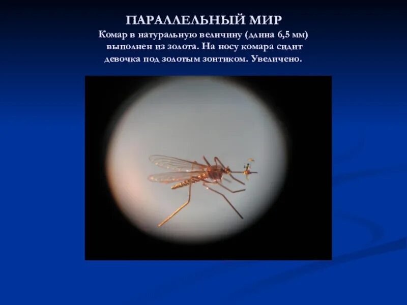 Смысл пословицы комар носа. Комар в натуральную величину. Фразеологизм комар носа не. Комар носа не подточит значение. Нос комара.