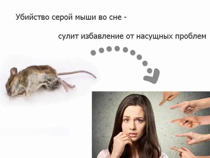 Мышка сон. Сонник миллера крыса