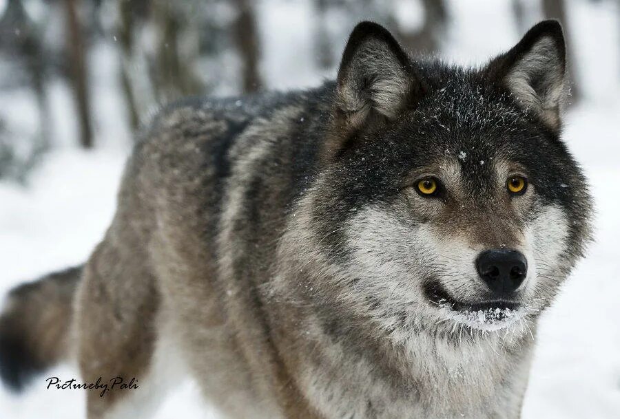 Волк. Волк серый. Красивый волк. Волк картинка.