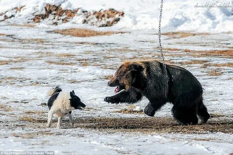 Bear dogs
