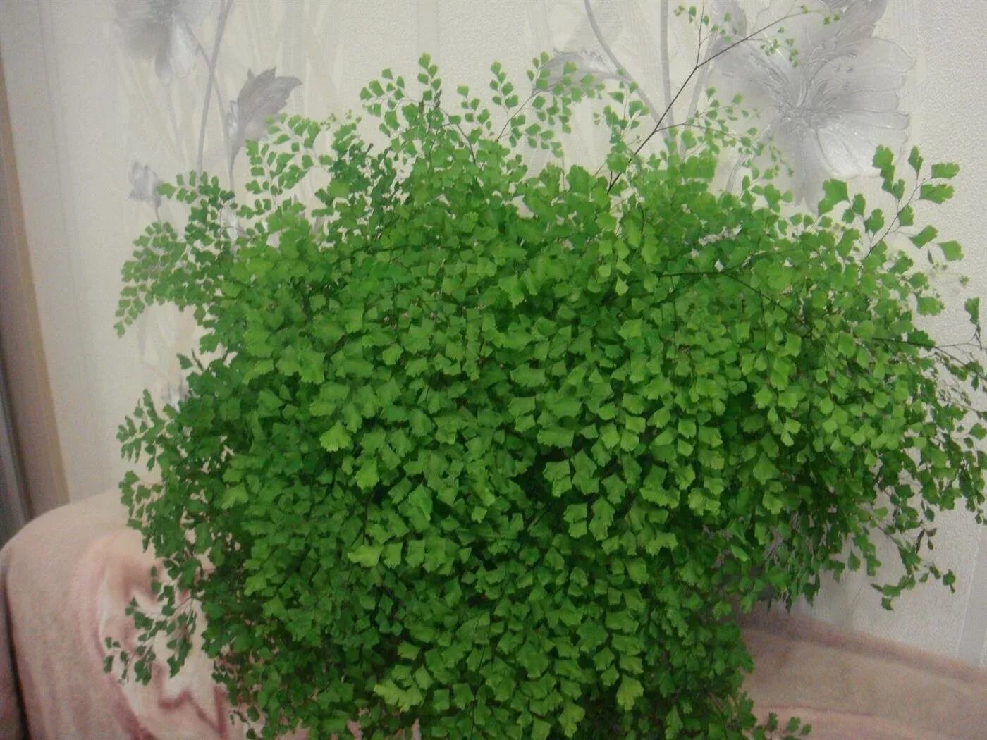 Папоротник адиантум. Цветок как волосы как называется. Папоротник комнатный адиантум. Цветок как волосы как называется. Адиантум мелколистный.