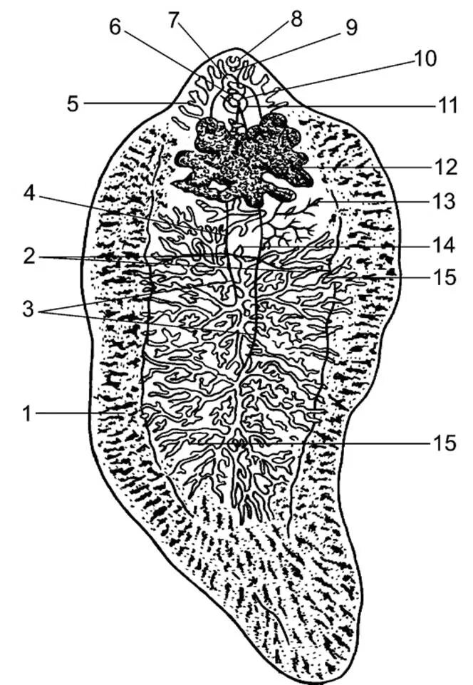 Печеночный сосальщик (Fasciola hepatica). Печеночный сосальщик (Fasciola hepatica) строение. . Печеночный сосальщик (Fasciola hepatica) – возбудитель фасциолеза. Морфология фасиола хепаиика.