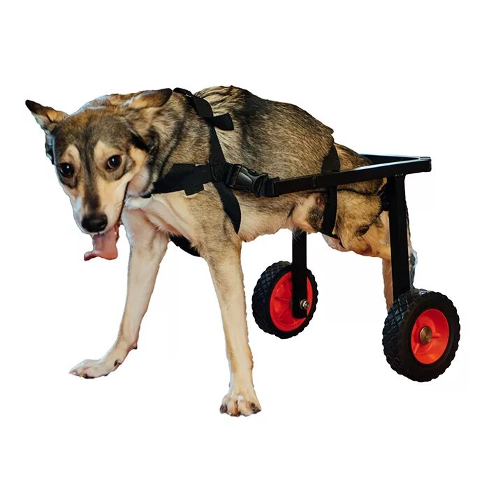 Собака лапа инвалид. Инвалидная коляска для собак Walkin Wheels. Коляска для собак Walkin' Wheels. Коляска Triol для собак инвалидов. Тележка для собак.