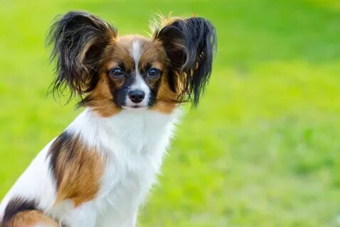 Papillon на русском