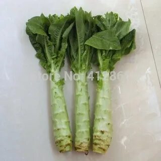 Спаржевый салат выращивание