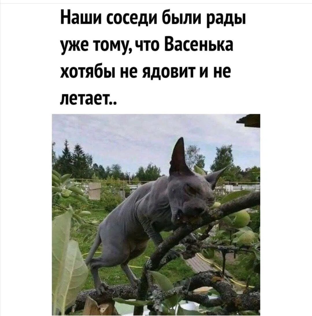 Сосед ласково