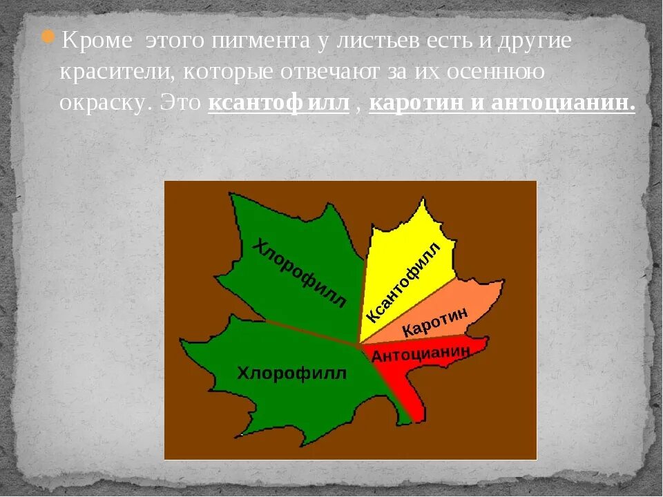 Почему листья меняют цвет осенью. Почему желтеют листья проектная работа 2 кл. почему листья желтеют осенью проект. проект почему желтеют листья 2 класс. пожелтение листьев химический процесс.