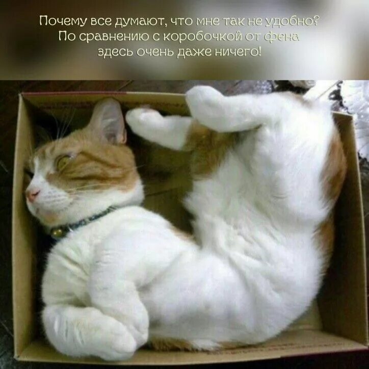 Мне неудобно так было. Мне так удобно. коту удобно. мне так удобно кот. кошки юмор.