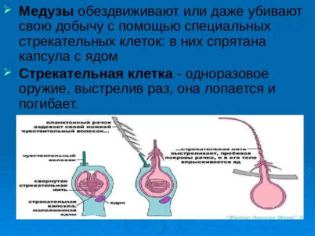 Стрекательная клетка состоит из. Стрекательные клетки медузы. Строение стрекательной клетки. Стрекательные клетки характерны. Механизм стрекательных клеток.