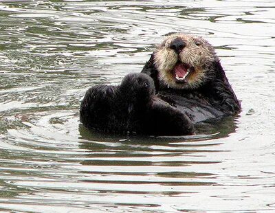 Otter ai