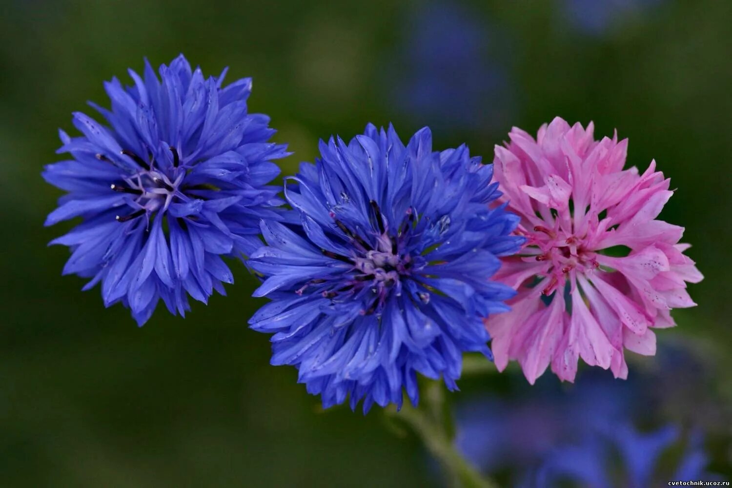 Василек Волошка. Василёк Боровой. Blue Diadem Василек. Василек горный grandiflora.