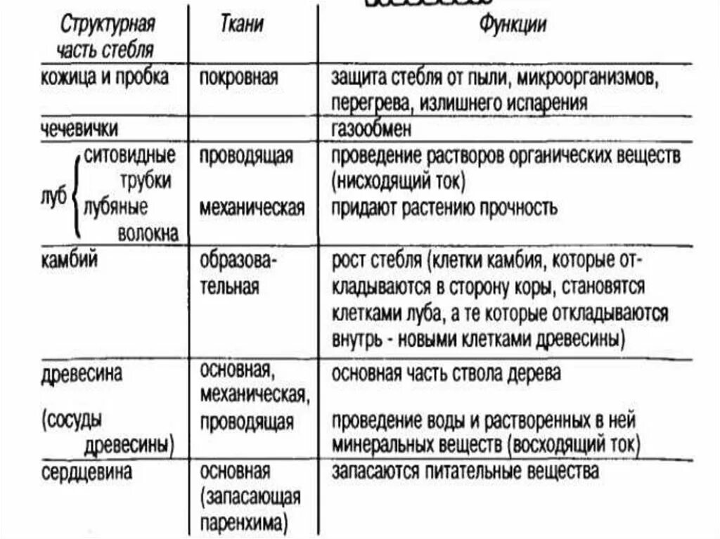 Внутреннее строение стебля функции. Таблица по биологии 6 класс таблица строение стебля. Внутреннее строение стебля 5 класс биология таблица. Таблица строение стебля 6 класс биология. Таблица по биологии 6 класс строение стебля.