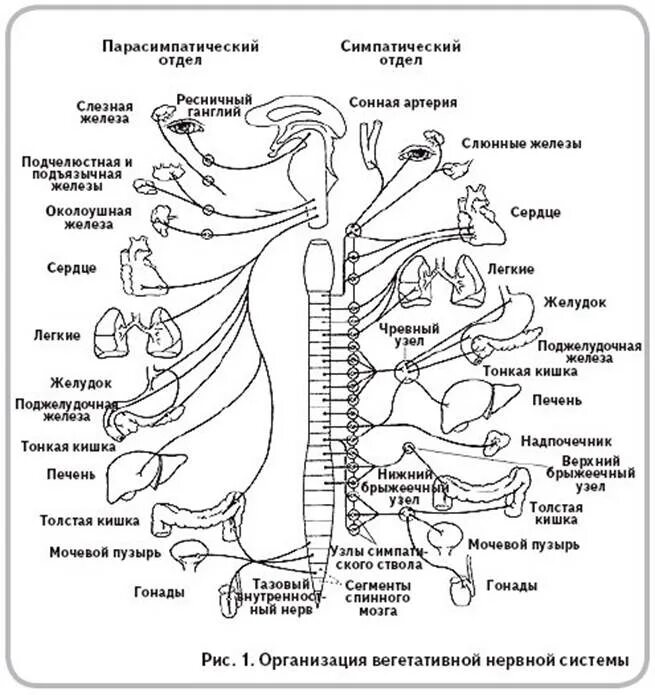Работа симпатического нерва. Схема иннервации симпатического отдела. Схема строения вегетативной нервной системы. Строение парасимпатического отдела вегетативной нервной системы. Симпатическая нервная система схема.