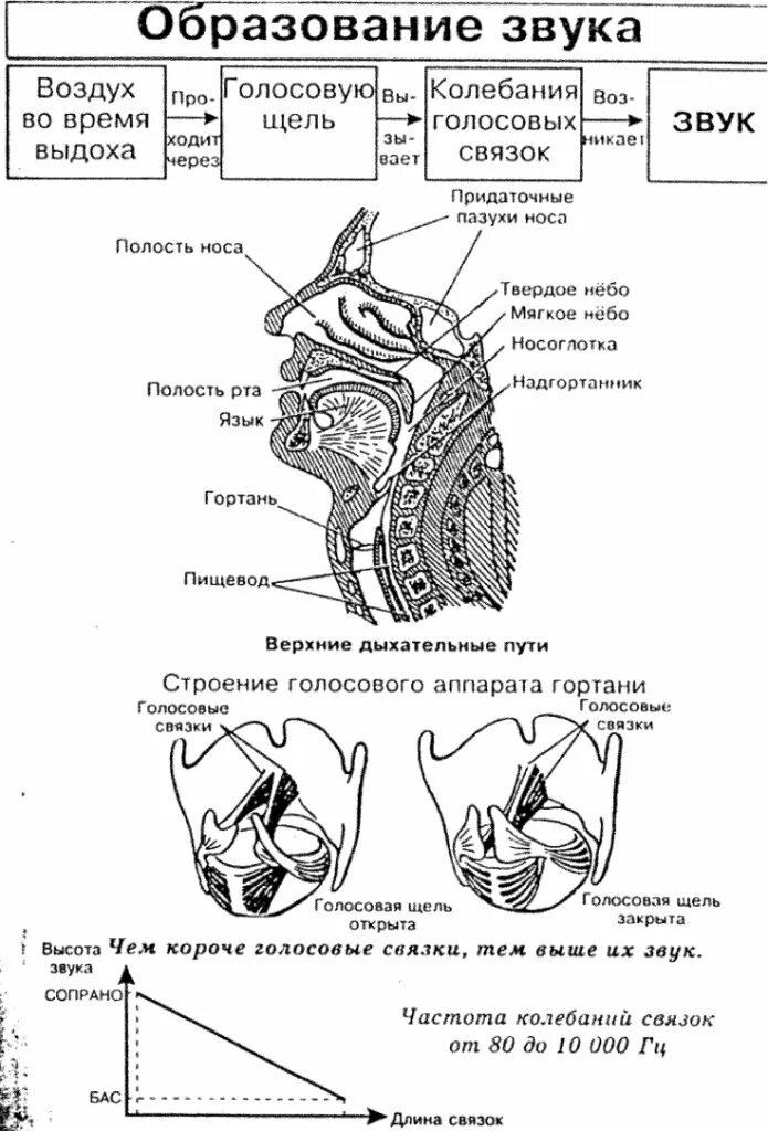 Схема образования звуков речи. Механизм образования звуков речи. Процесс образования звука. Что такое процесс образования речевых звуков ?. При разговоре шепотом голосовые связки