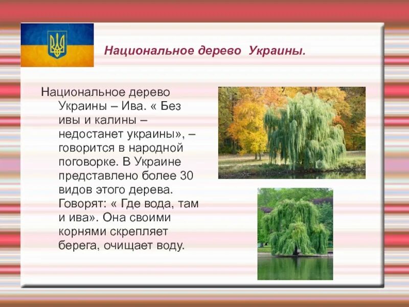 Растение символ страны. Символ растения. Растения символы стран. Дерево символ Украины. Деревья символы стран.