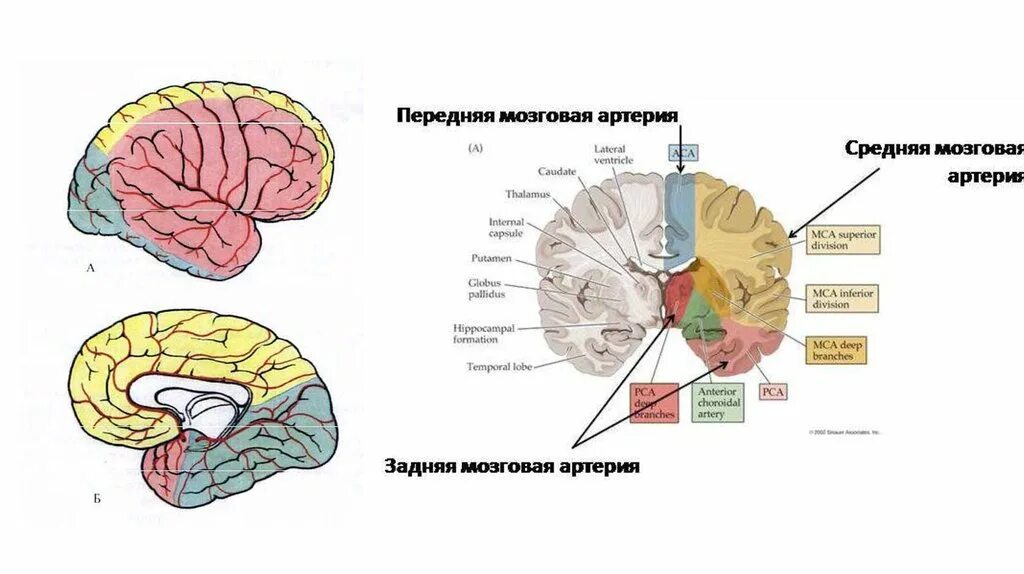 Артерии среднего мозга