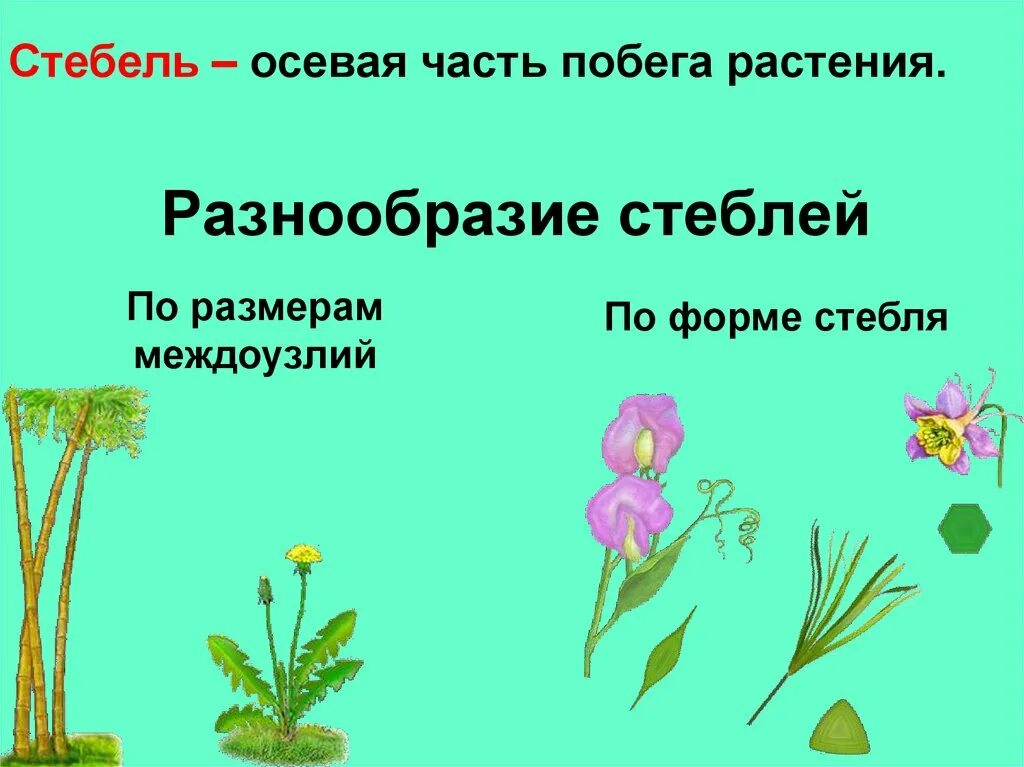 Разнообразие стеблей презентация. Разнообразие стеблей. стебель растения. виды стеблей у растений.