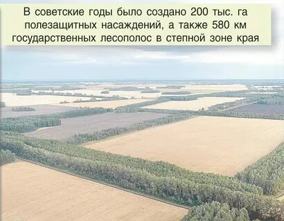 Создание лесополос в зоне степей