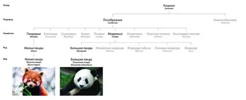 Какие имена панды
