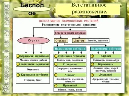 Схема растения 7 класс биология