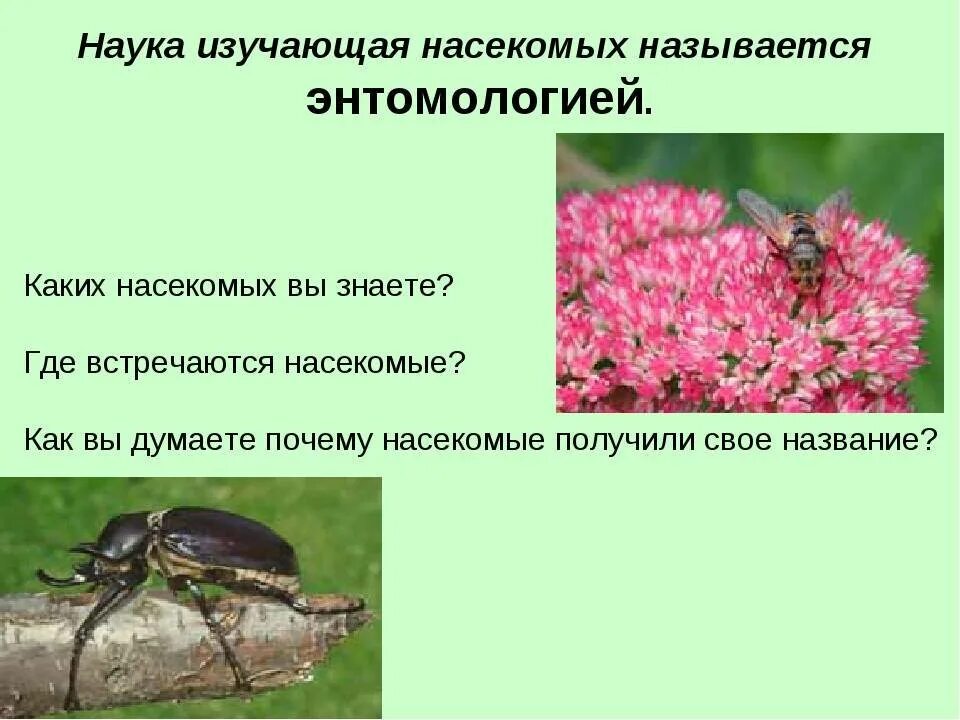 Какие среды освоили жуки. Наука изучающая насекомых называется. Наука об изучении насекомых. Энтомология наука о насекомых. Изучаем насекомых.