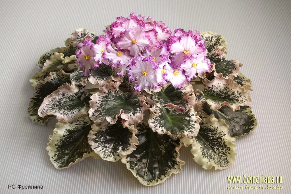 Сенполия лугань. Сенполия рс мюзикл. Фиалка принцесса турандот. Фиалка небылица. Фиалка бомонд.