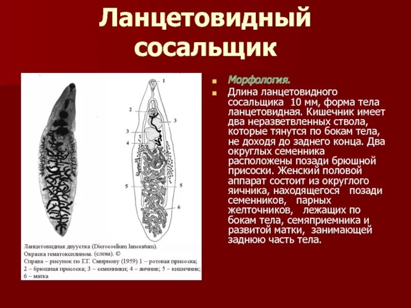 Печеночные сосальщики кишечник