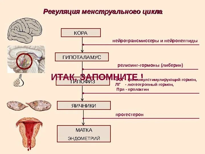 Уровни регуляции репродуктивной системы женщины. Уровни гормональной регуляции менструального цикла. Уровни регуляции менструационного цикла схема. Гормональная регуляция менструационного цикла схема. 2 женские половые железы