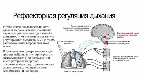 Движения условно рефлекторные движения