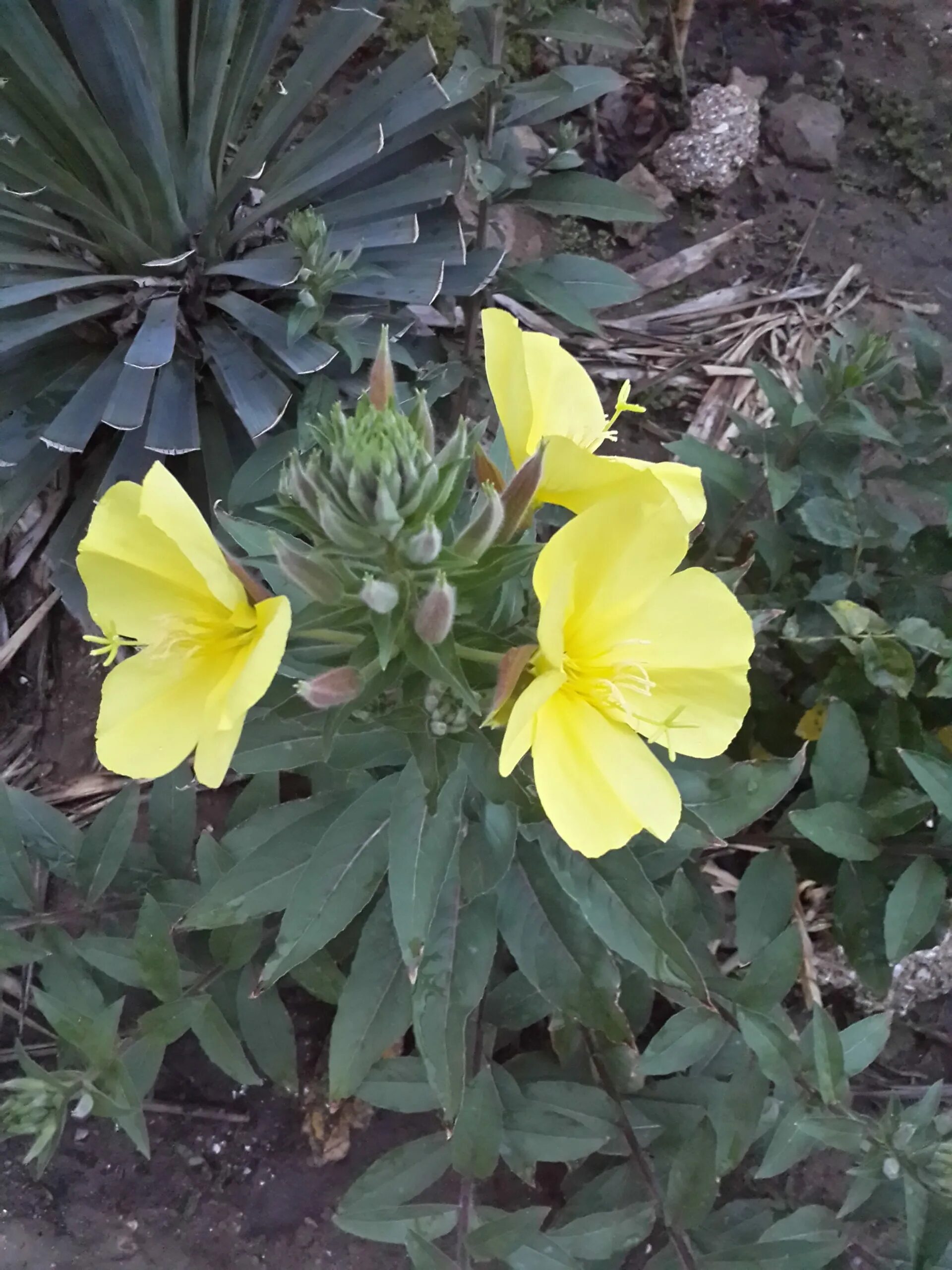 Энотера лунник. Энотера миссурийская. Энотера (ночная свеча) - oenothera biennis. Энотера лунник. Энотера ослинник.