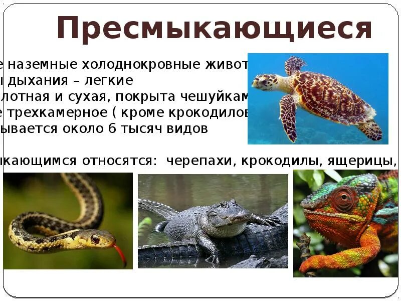 Пресмыкающиеся многоклеточные