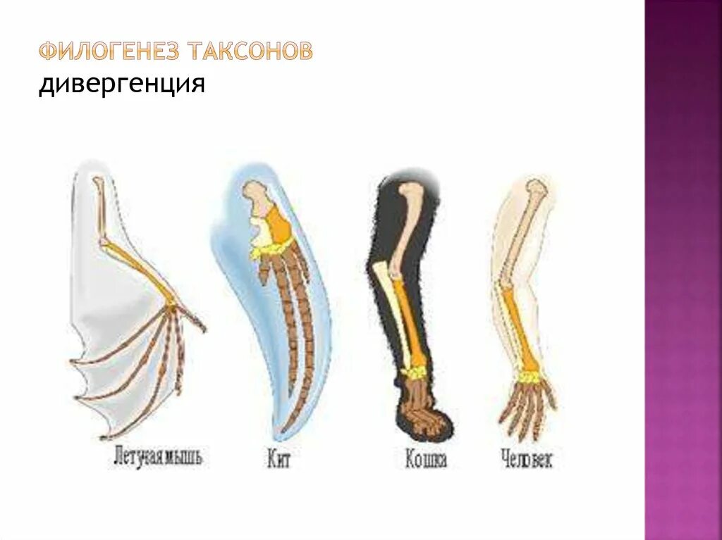 Формы филогенеза. Примеры дивергенции в биологии. Филогенез это в биологии. Дивергенция конечности. Филогенез животных.