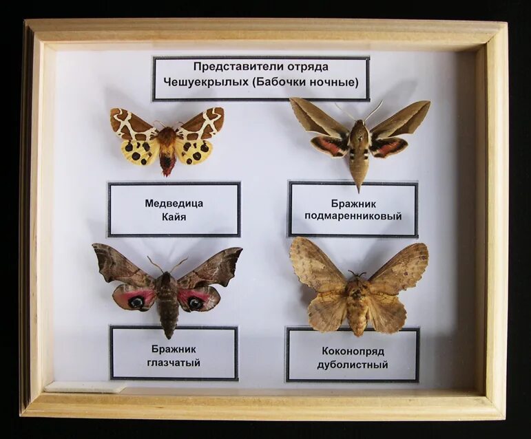 Систематика бабочки. Разнообразие бабочек. Систематика бабочки. Систематика бабочки. Отряд чешуекрылые семейство.