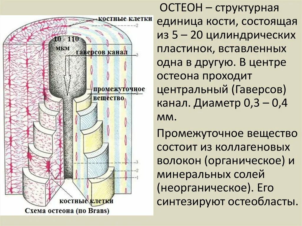 Структурно-функциональная единица кости Остеон. Структурно-функциональная единица кости Остеон схема. Строение остеона костная ткань. Центральный канал остеона гаверсов канал. Остеон ткань