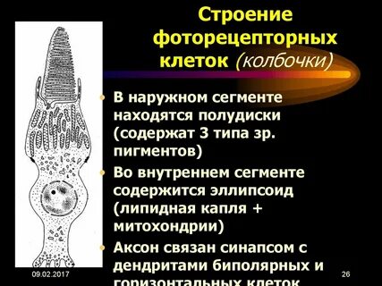 Внутренний сегмент