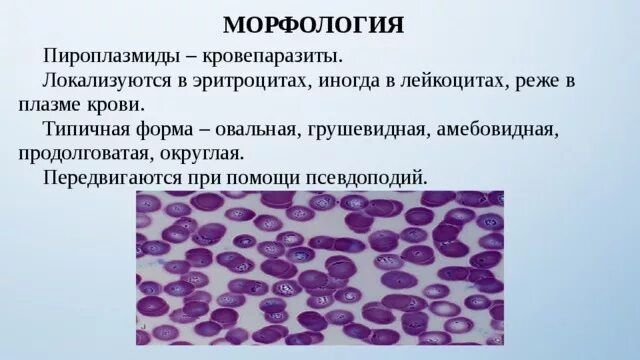 Передвигаются с помощью псевдоподий форменные элементы