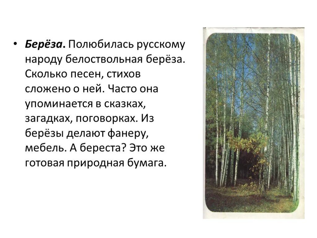Березе число