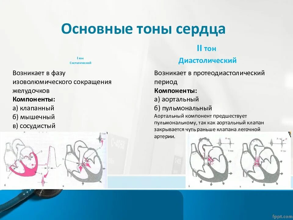 2 тон сердца. Основные тоны сердца. компоненты тонов сердца. ii тон сердца возникает. компоненты первого тона сердца.