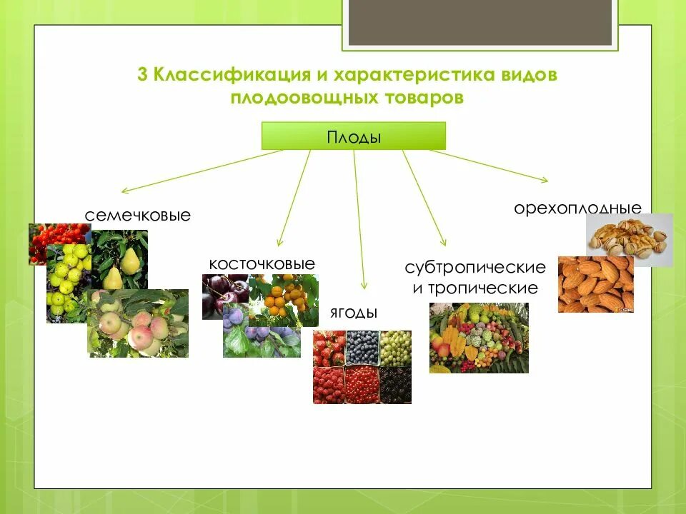 Основные группы плодов. Классификация семечковых и косточковых плодов. Семечковые плоды классификация. Классификация плодоовощной продукции. Классификация и характеристика ассортимента плодоовощной продукции.