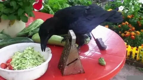 Едят ли ворону