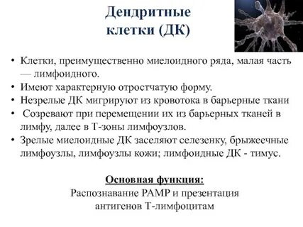 Дендритные иммунные клетки