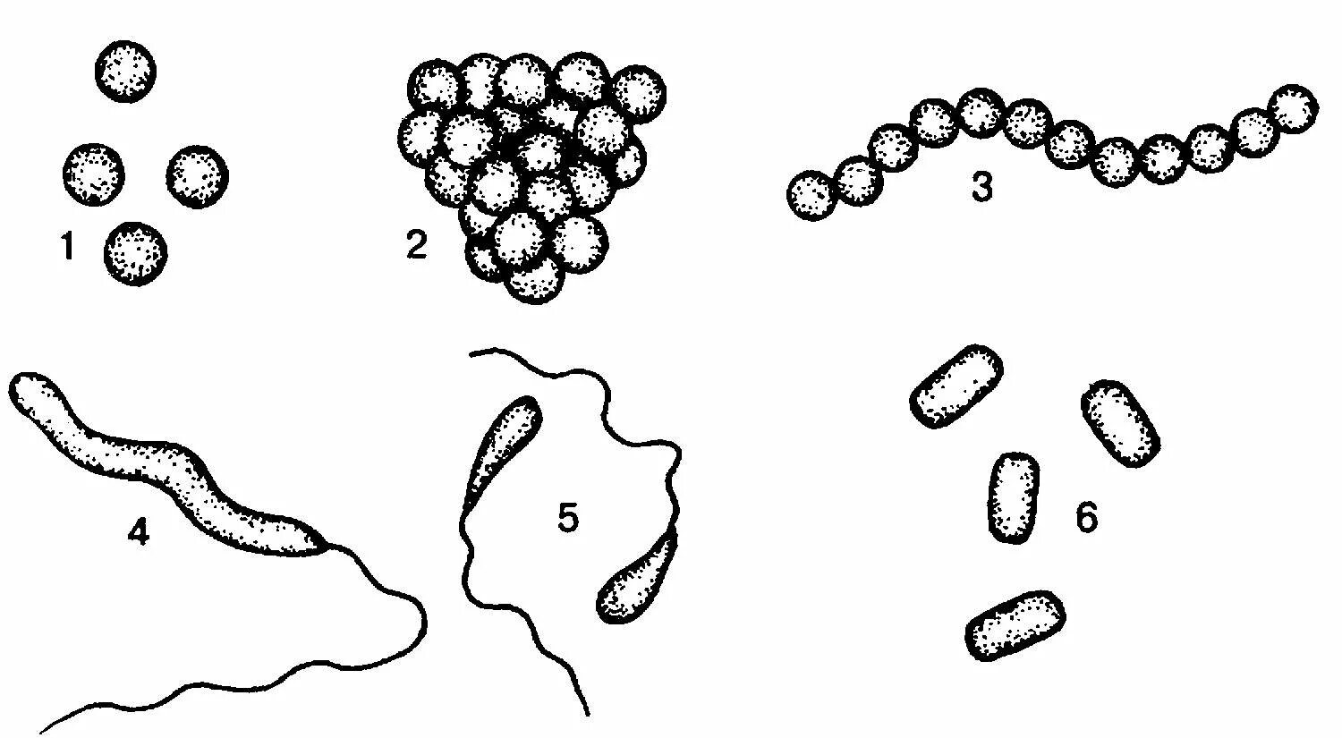 Формы клеток бактерий кокки. Формы бактериальных клеток 5 класс. Форма бактерии кокки рисунок. Форма клетки кокки.